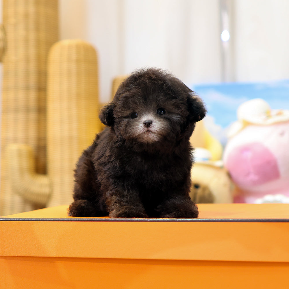 Poodle - Kkomdol (Male) $5400