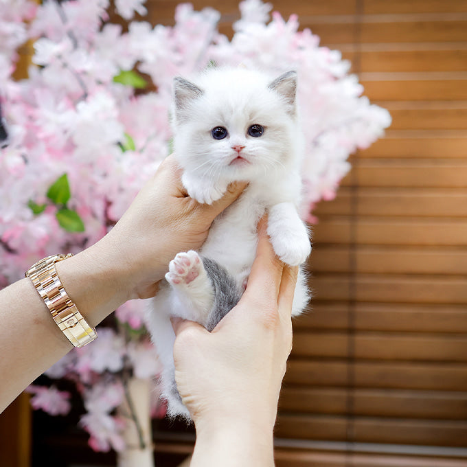 Ragdoll - Rubi (Female)