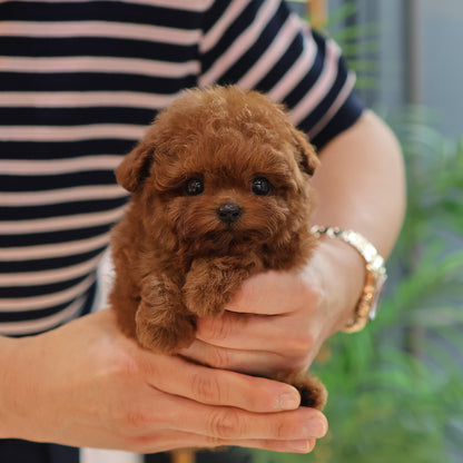 Poodle - Toto (Male) $3200