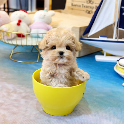 Maltipoo - Merong (Female) $3200