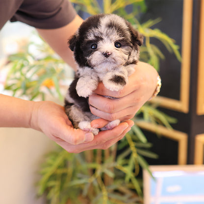 Poodle - DIdi (Male)