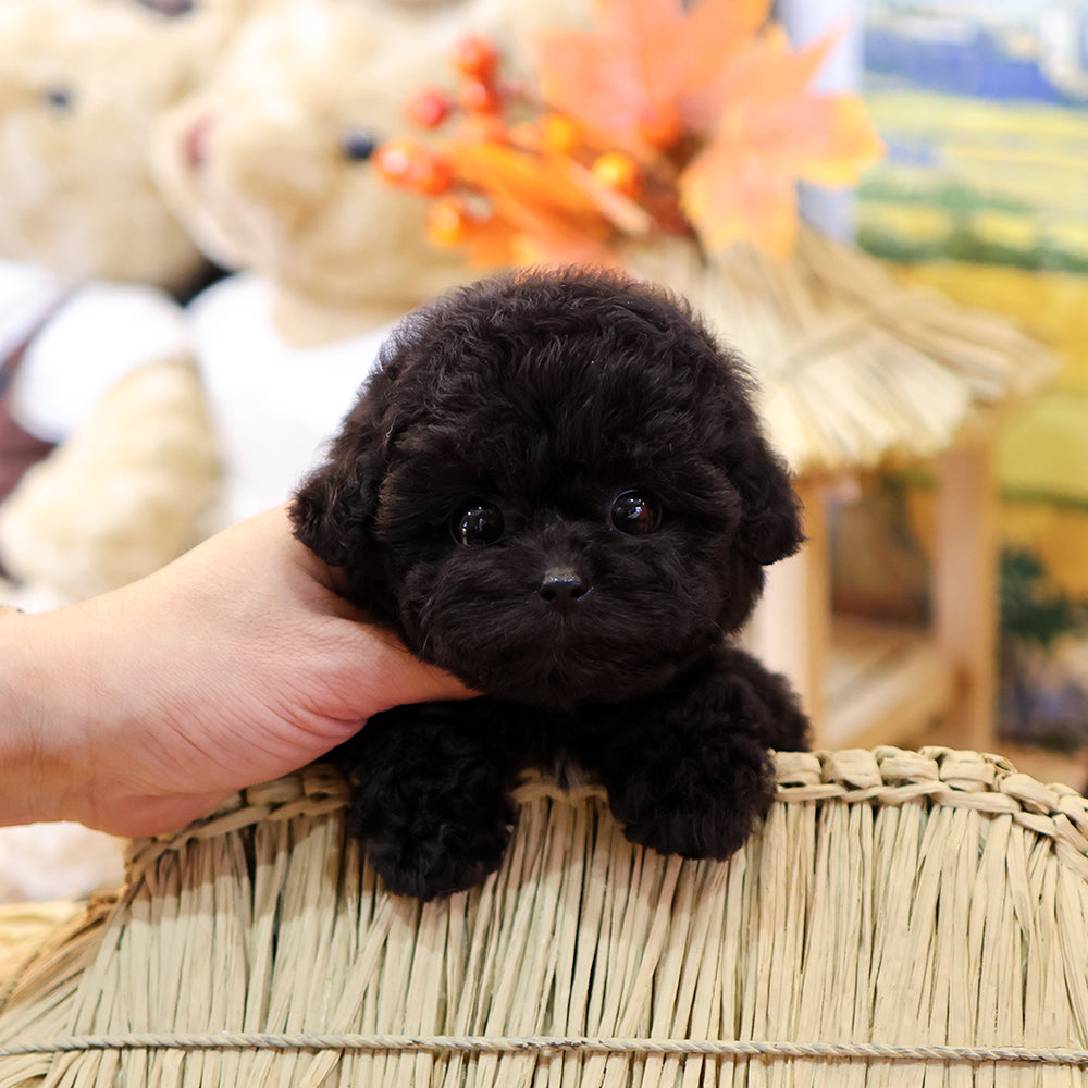 Poodle - Yeoul (Female) $4000