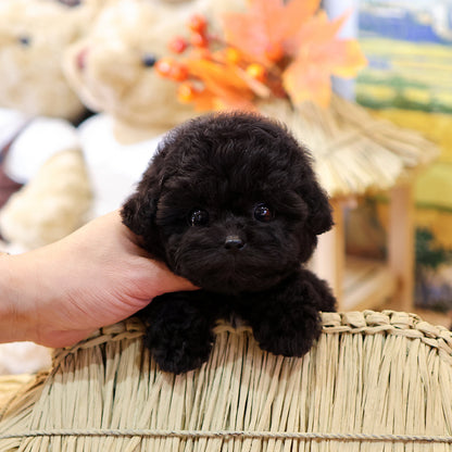 Poodle - Yeoul (Female) $4000