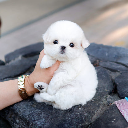 Maltese - Jinri (Female)