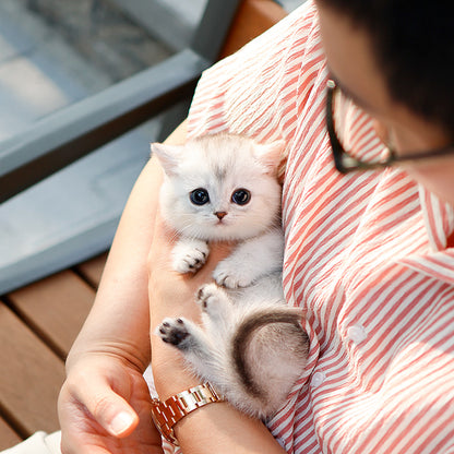 Munchkin - Ruki (Female)