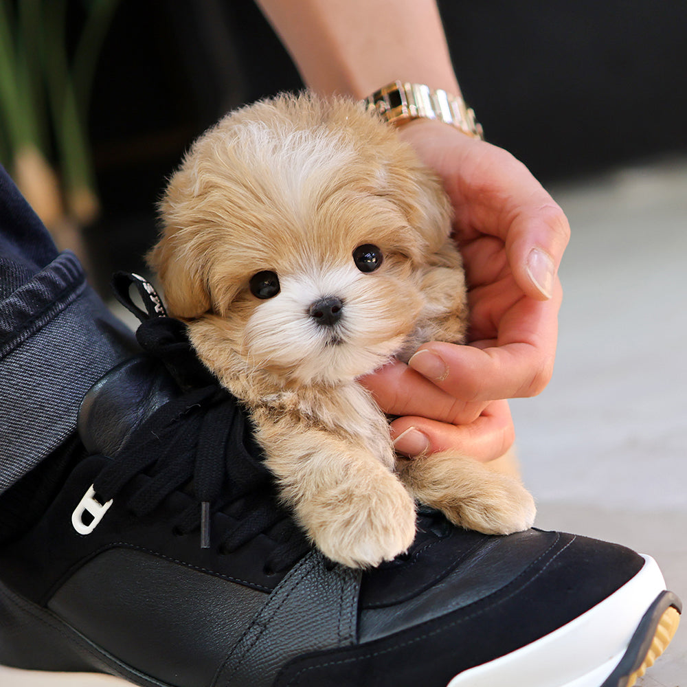 Maltipoo - Roje (Male) $3200
