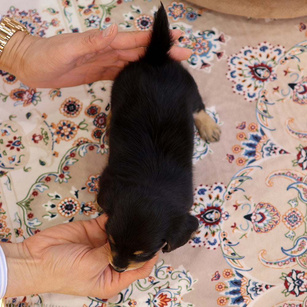 Dachshund - Sangsun (Female) $2800
