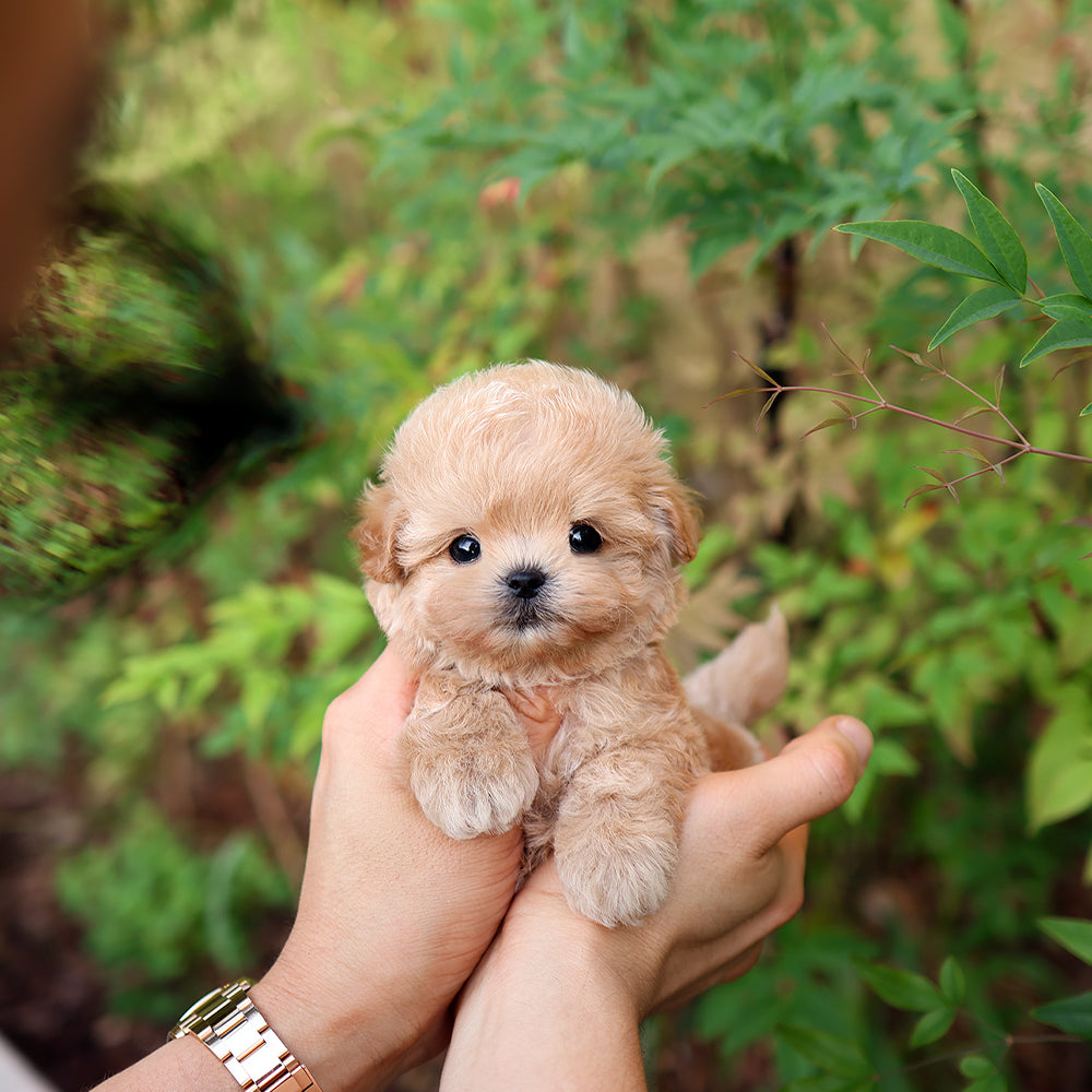Maltipoo - Ago (Male)