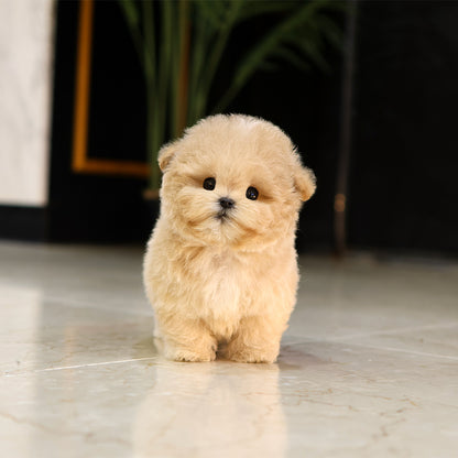 Poodle - Sogeum (Male) $5200