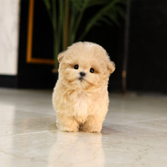 Poodle - Sogeum (Male) $5200