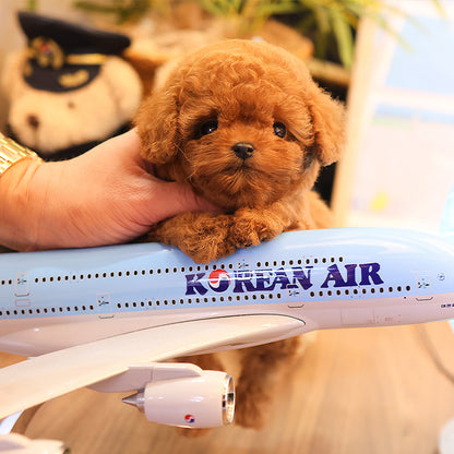 Poodle - Chyoki (Female)