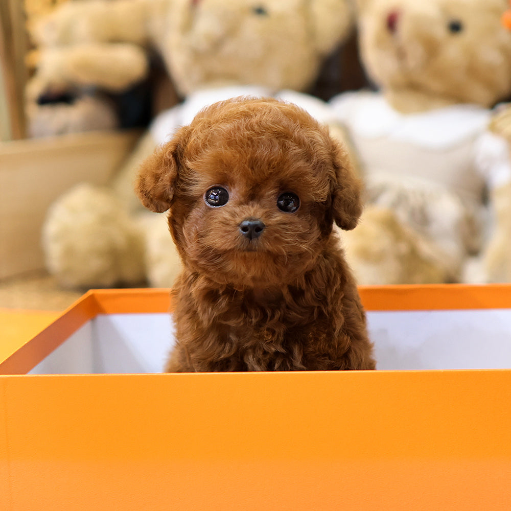 Poodle - Osam (Male) $3500