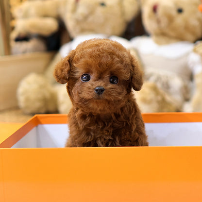 Poodle - Osam (Male) $3500