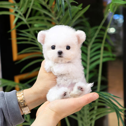 Bichon Frise - Manggo (Female) $3900
