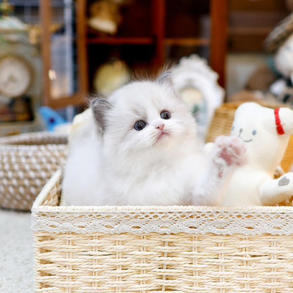 Ragdoll - Kongdol (Male)