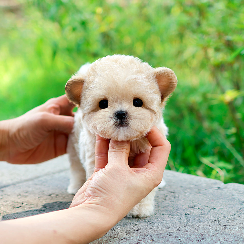 Maltipoo - Kuma (Female) $2400