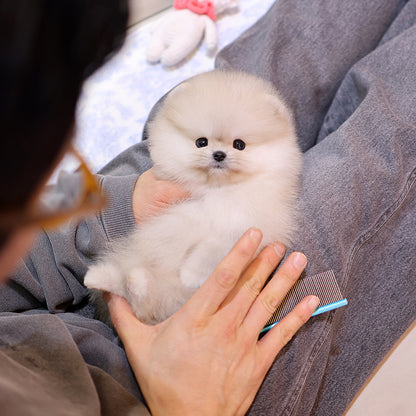 Pomeranian - Kiwi (Female) $2400
