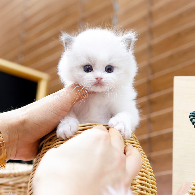 Ragdoll - Karina (Male)