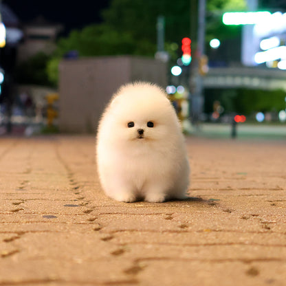 Pomeranian - Baegyang (Female) $5200