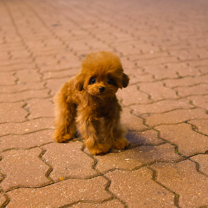 Poodle - Sera (Female) $3500
