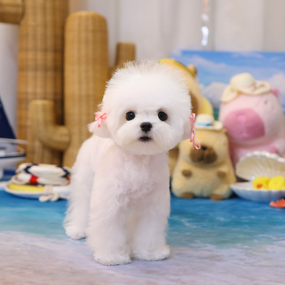 Bichon Frise - Myeonbong (Male) $2200