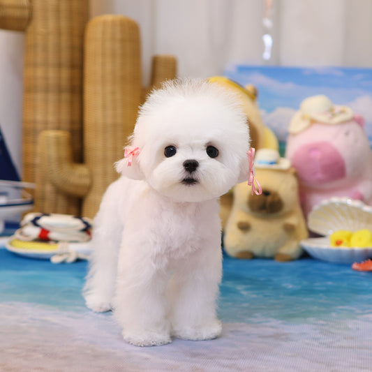 Bichon Frise - Myeonbong (Male) $2200
