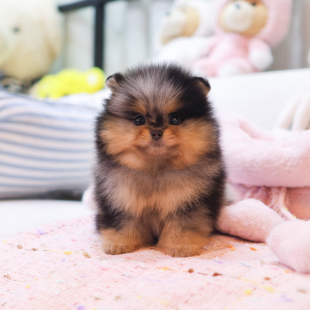 Pomeranian - Kanchyo (Male) $2500