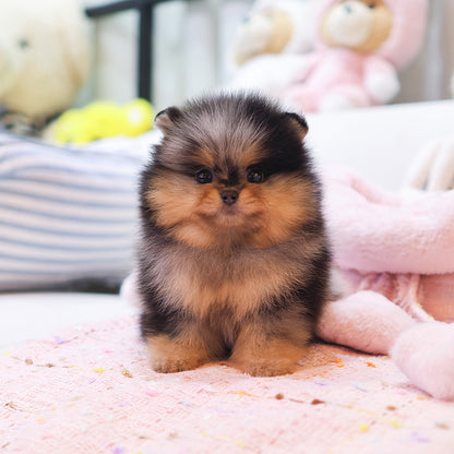 Pomeranian - Kanchyo (Male) $2500