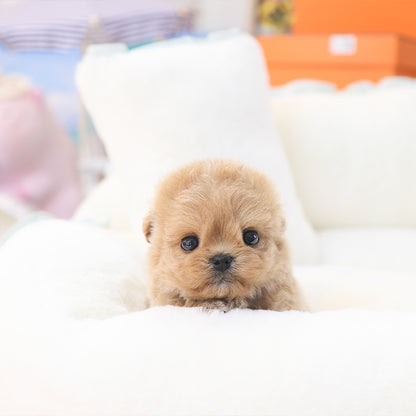 Maltipoo - Kkuang (Female)
