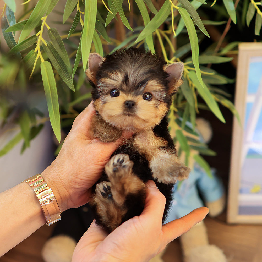 Yorkshire Terrier - Ije (Male)