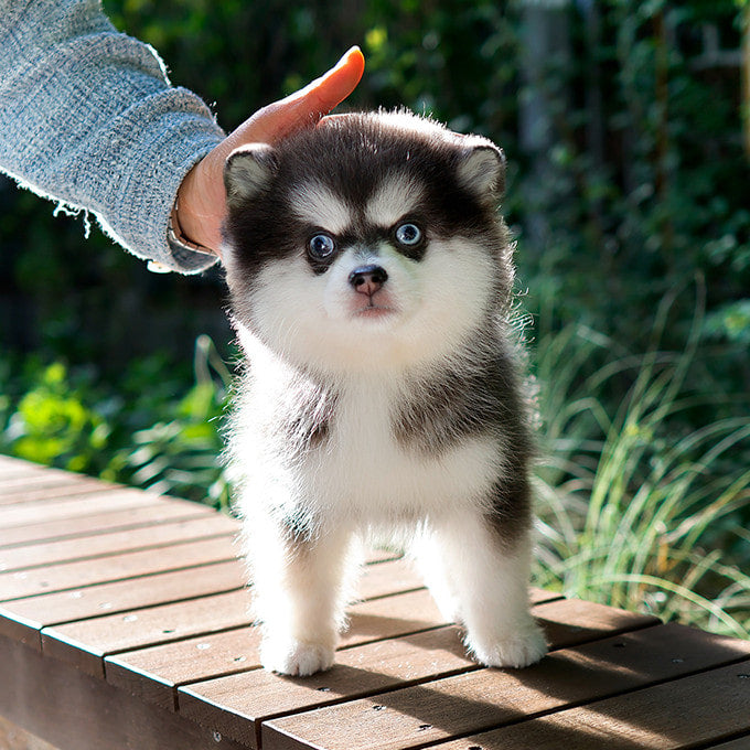 Pomsky -Haneul (Male)