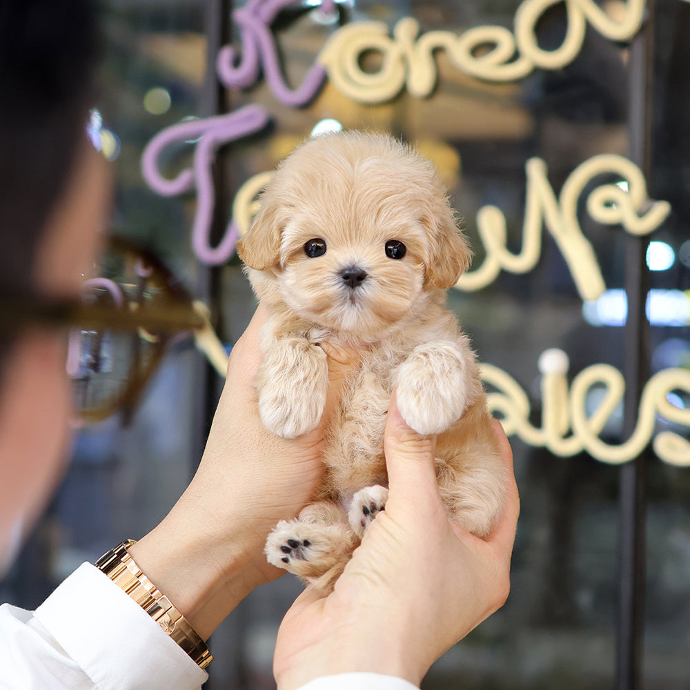 Maltipoo - Ttodong (Female) $2500