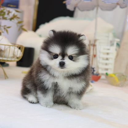 Pomsky - Popo (Male)