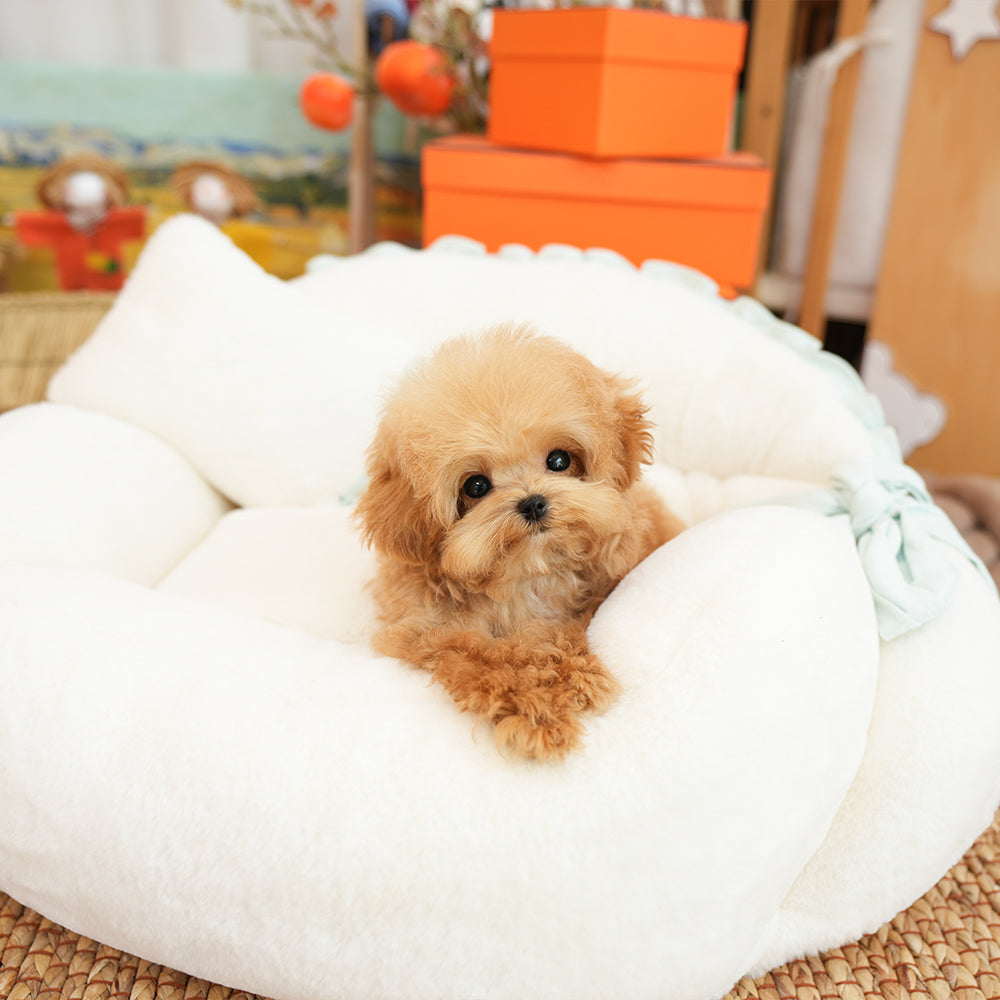Poodle - Kkuni (Male) $2400