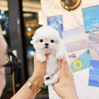 Maltese - Mumu (Female) $3,400