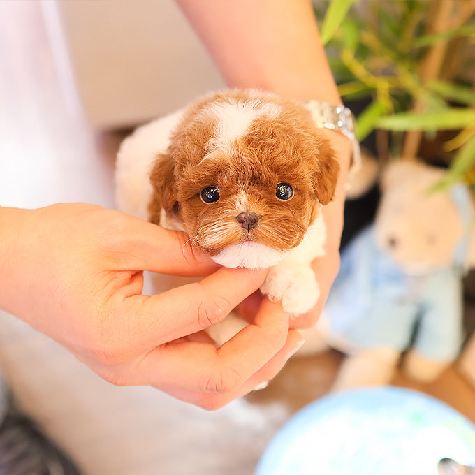 Poodle - Chova (Female)
