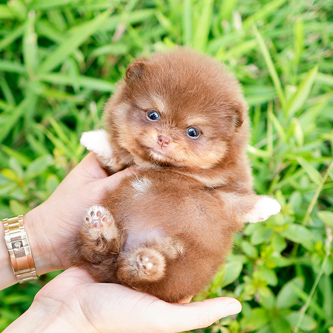 Pomeranian - Pini (Female)