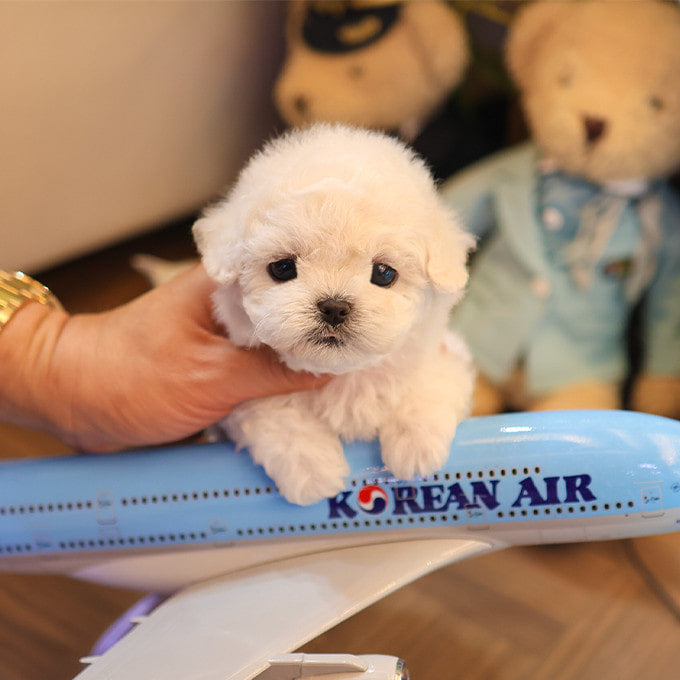 Bichonfrise - Hachi (Male)