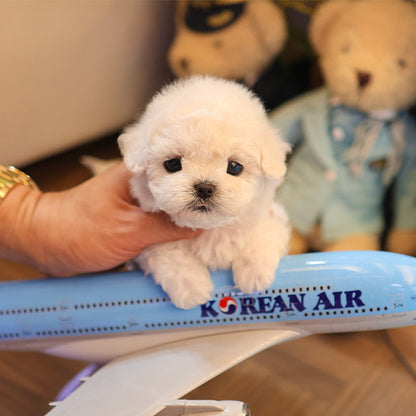Bichonfrise - Hachi (Male)