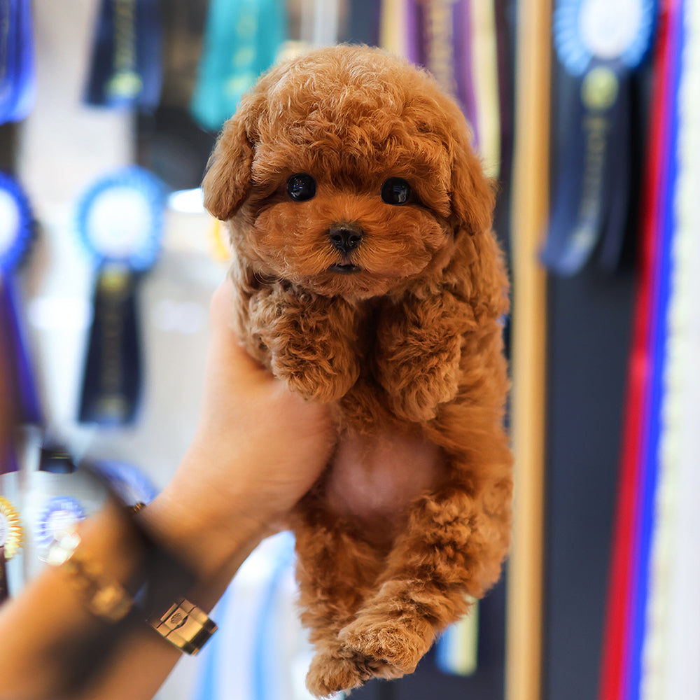 Poodle - Tijen (Female) $3400