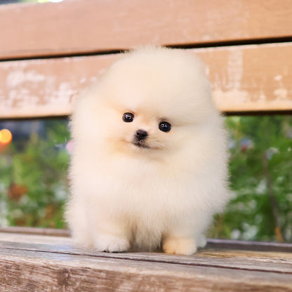 Pomeranian - Saerom (Female) $2400