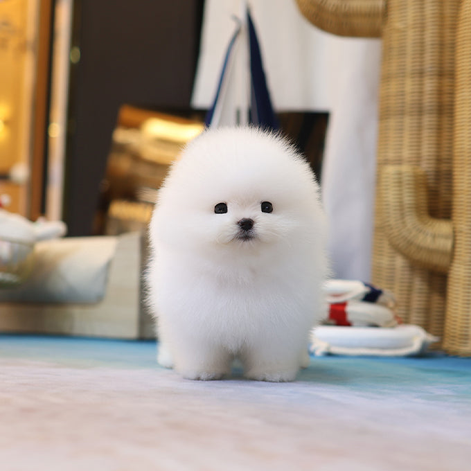 Pomeranian - Saeu (Male)