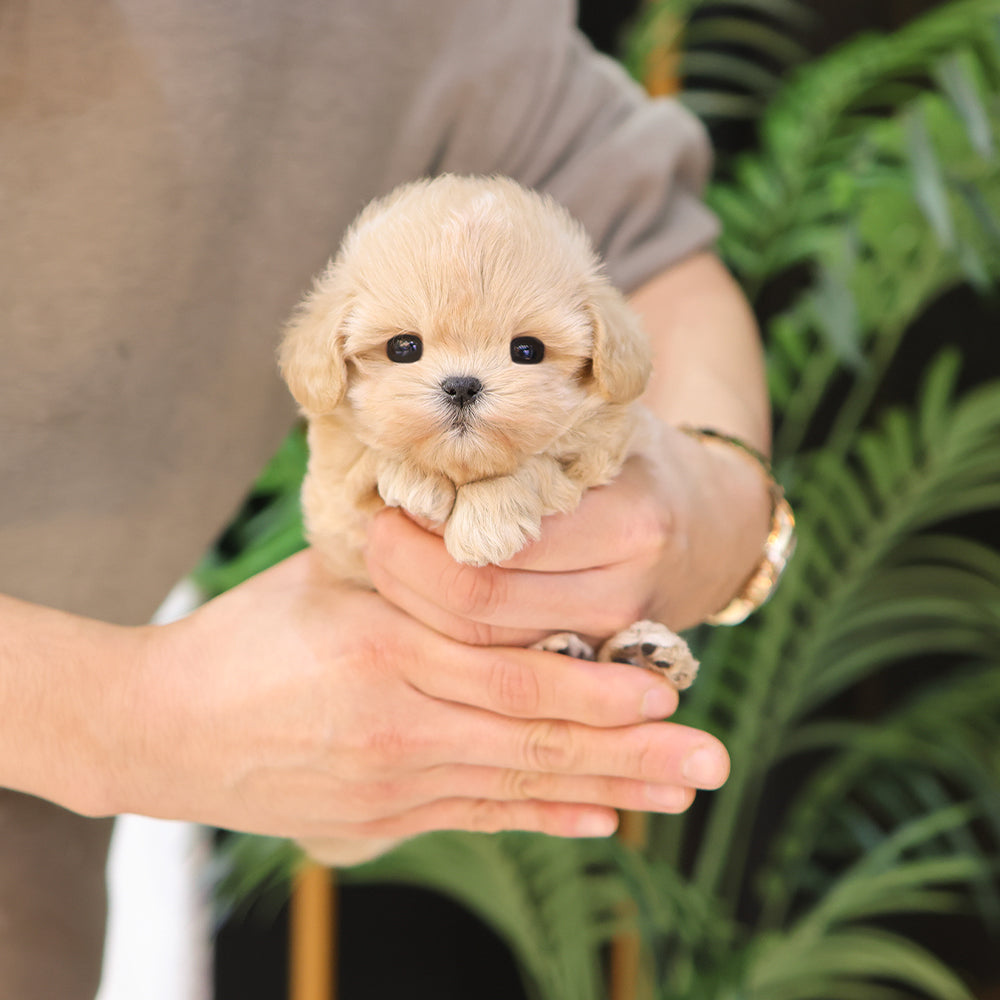 Maltipoo - Geumdol (Male) $2500