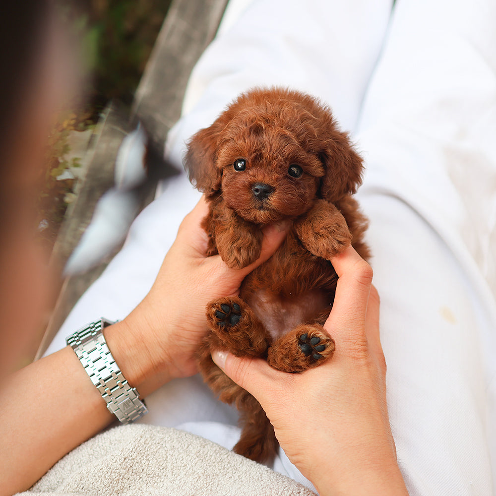 Poodle - Jerry (Female)