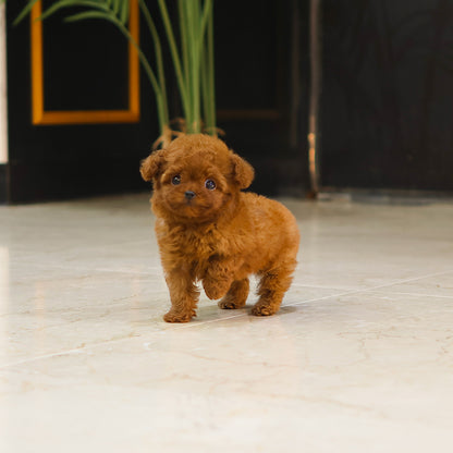 Poodle - Noel (Male) $3200