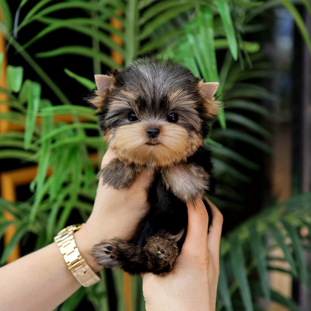 Yorkshire Terrier - Saida (Female) $5200