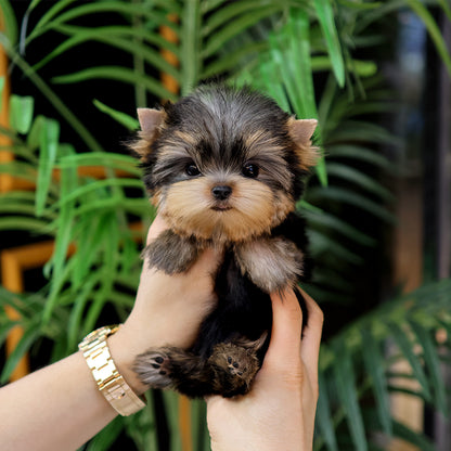 Yorkshire Terrier - Saida (Female) $5200
