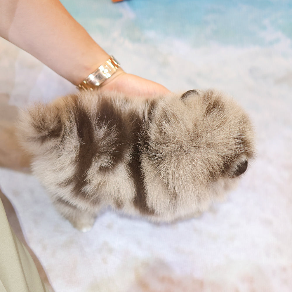 Pomeranian- Puki (Male) $5300