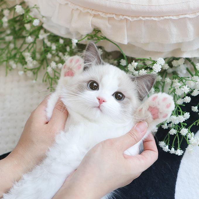 Ragdoll - Bambi (Female)