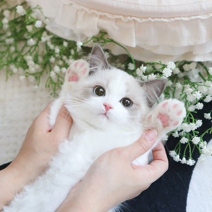 Ragdoll - Bambi (Female)